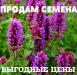 Внимание! Продам семена по выгодной цене!