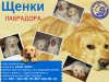 Щенки Лабрадора