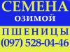 Озимая пшеница 0975280446