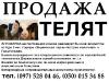 Телята. Продам
