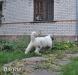 продам щенков южнорусcкой oвчаpки