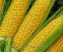 Семена кукурузы Мастри КС
