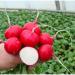 Продам семена Редис Гиганте Сикуле
