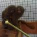 Карликовые игрунки (Cebuella pygmaea)