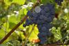 Cаженцы винограда "Кишмиш Юпитер"