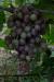 Саженцы винограда "Ливия"