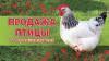 Фермерский бройлер! Высший сорт и качество!