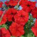 Продам семена Петуния Марика F1