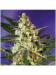 Семена AUTO FAST BUD #2