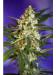 auto fast bud