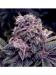 Семена Упаковка Auto Blueberry Feminised
