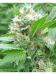 Семена Magic Bud