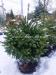 Елка на Новый Год! Купить Елку. Новогодние Елки Киев 180см +