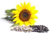 Дорого закупаю подсолнечник с элеваторов и хозяйств Харьковской области