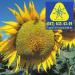 семена подсолнечника DER TREY