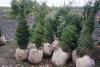 Продам ель обыкновенную Крупномер