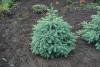 Продам Ель голубую Glauca