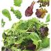 Продам семена Салат Тоскана