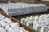 Prilled Urea N46.2%-B. по годовому Контракту  на условиях CIF ASWP,   объём     от 1 200 000 тон и более в год.