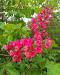 Красный каштан Aesculus Carnea для озеленения