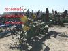 Пропашной культиватор John Deere 845