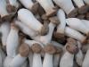 Продам грибы еринги, Pleurotus eryngii