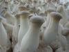 Продам грибы еринги, Pleurotus eryngii