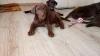 Щенки Лабрадора недорого (шоколадный окрас)