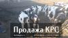 Транспортировка КРС