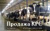 Породы КРС