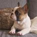 Beautiful French bulldog