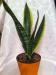 Продам Сансевиерию