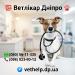 🐾 Ветеринар на дім Дніпро – 🐶 Кастрація, 🐱 Стерилізація, 💊 Лікування тварин