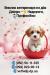 🐾 Ветеринар на дім Дніпро – 🐶 Кастрація, 🐱 Стерилізація, 💊 Лікування тварин